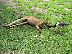 093 Port Douglas Wildlife Habitat